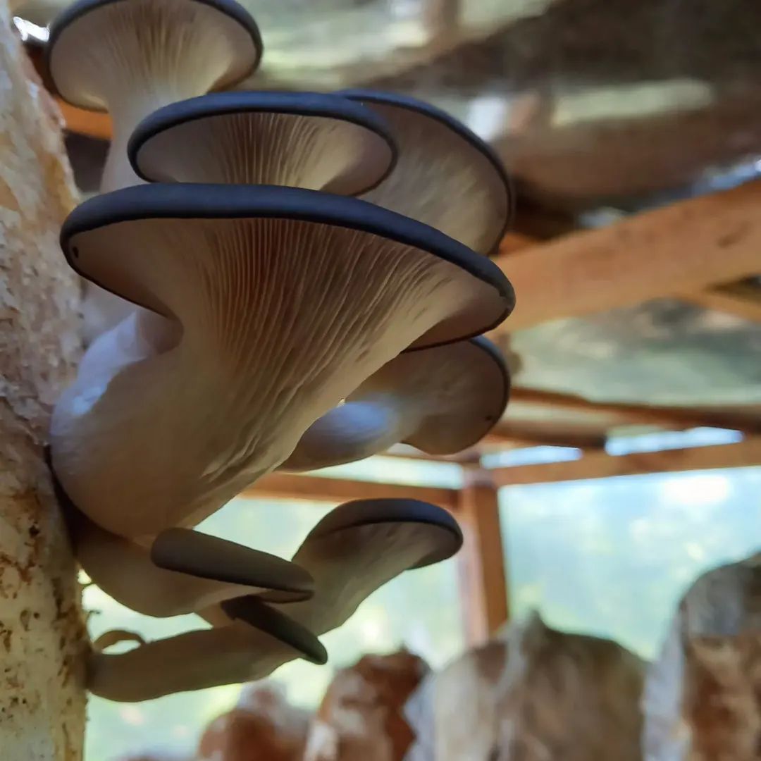 Pleurotus Ostreatus